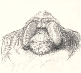 Graphite study of an orangutan